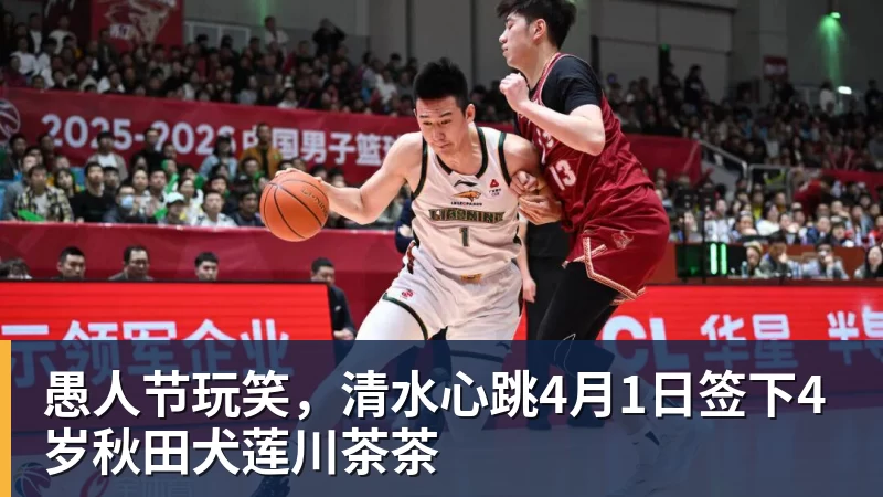 愚人节玩笑，清水心跳4月1日签下4岁秋田犬莲川茶茶